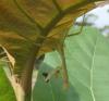 Stagmatoptera sp.